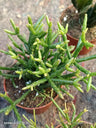 Rhipsalis Pilocarpa Planta Colgante De Interior