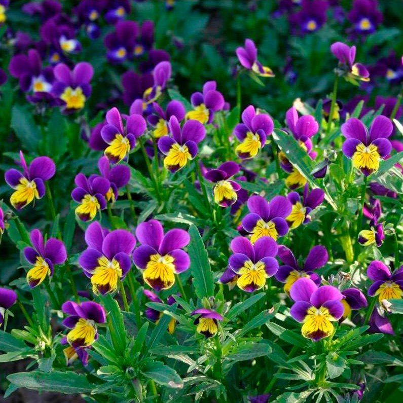 Semillas Pensamiento Ecológicas_0