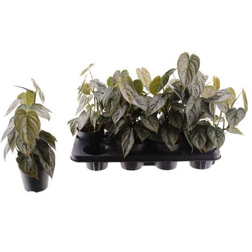 Philodendro Brandtianum Planta De Interior Ø12