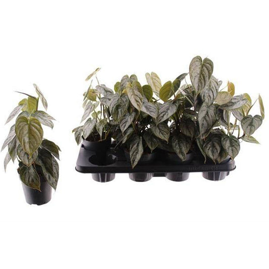 Philodendro Brandtianum Planta De Interior Ø12