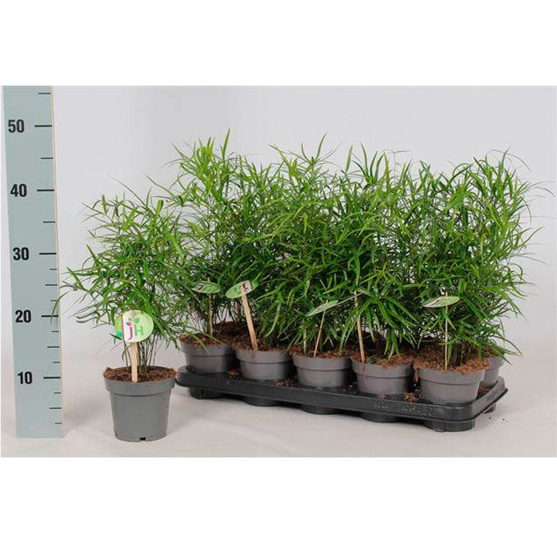 Aspargarus Falcatus Planta De Interior Ø12 -1 Und_0