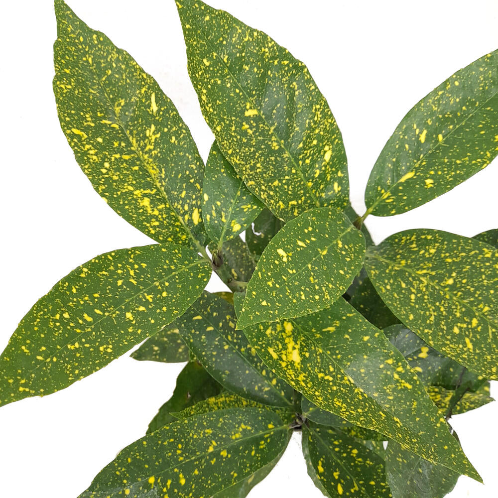 Aucuba Japonica M17_1