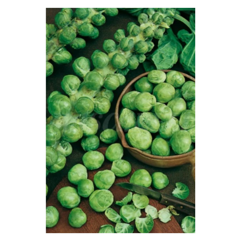 Semillas Col De Bruselas Medio Enana De La Halle