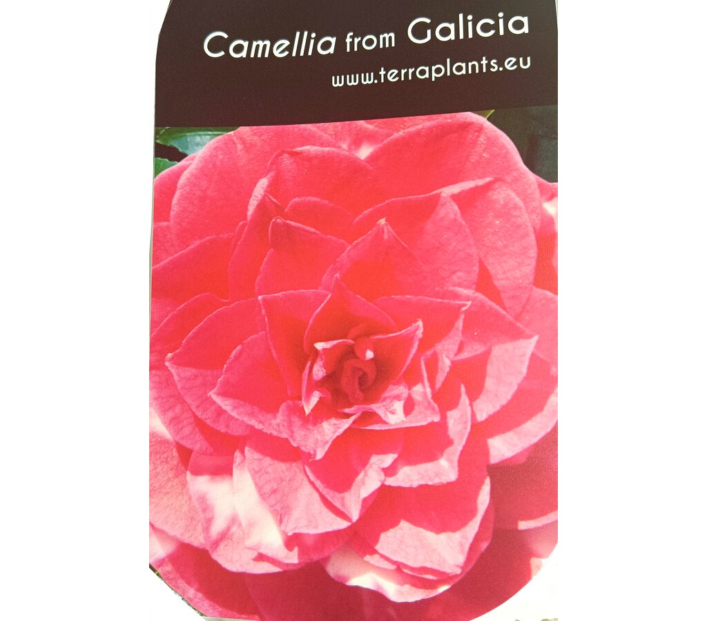 Camelia 5l 60-80cm_2