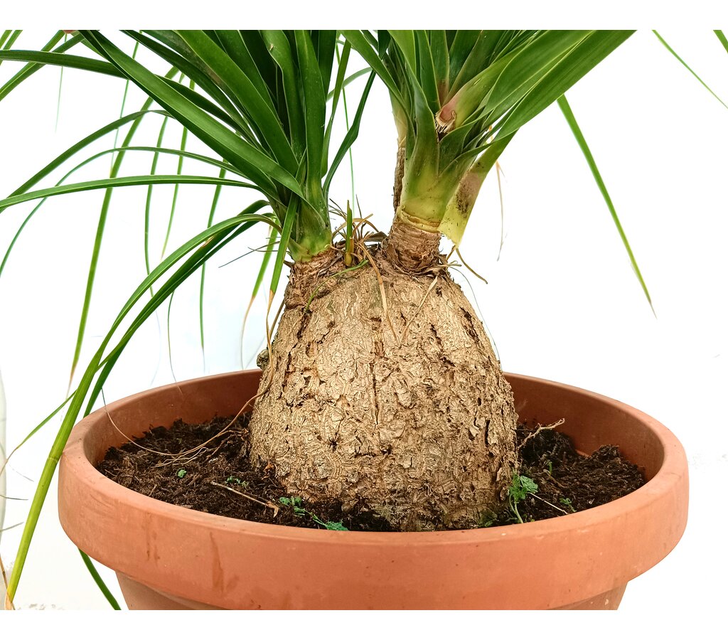 Beaucarnea Recurvata M40 80-100cm (nolina Bola) Pata De Elefante