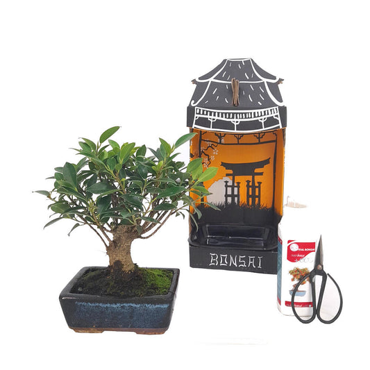 Pack Iniciación Bonsai Ficus Retusa 5 Años Incluye Tijeras Y Abono