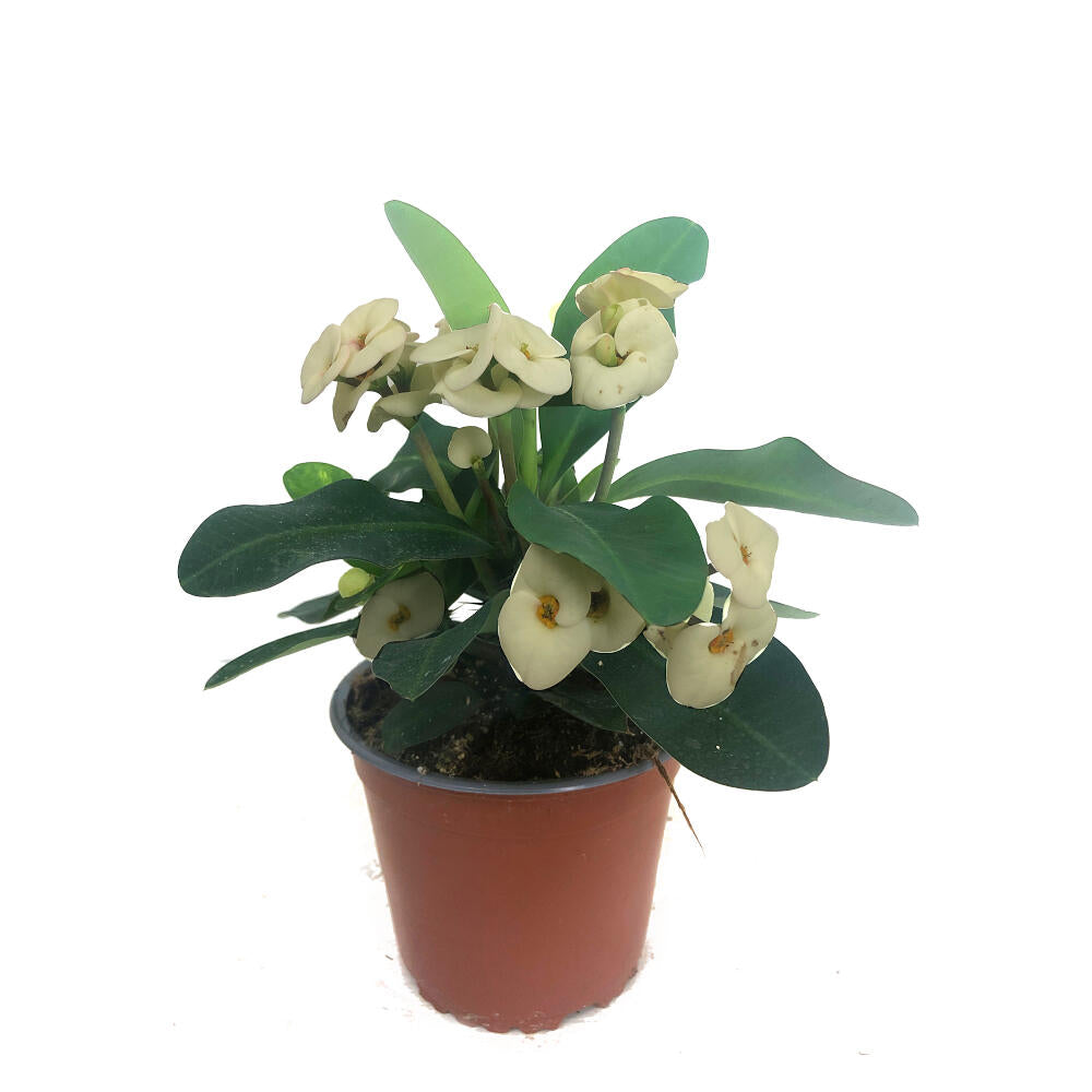 Euphorbia Millii M13 (corona De Cristo)