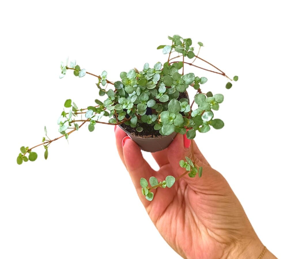 Pilea Greyzy M6_0