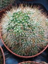 Mammillaria Surculosa Cactus Planta Ø8