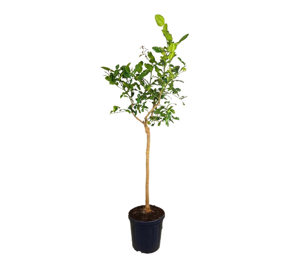 Lima Hystrix M30 180cm (kaffir)_0
