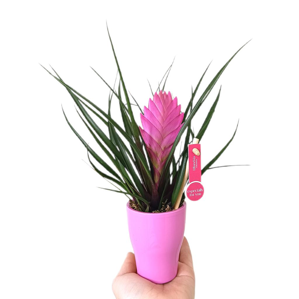 Tillandsia Cyanea Con Macetero De Cerámica M6_0