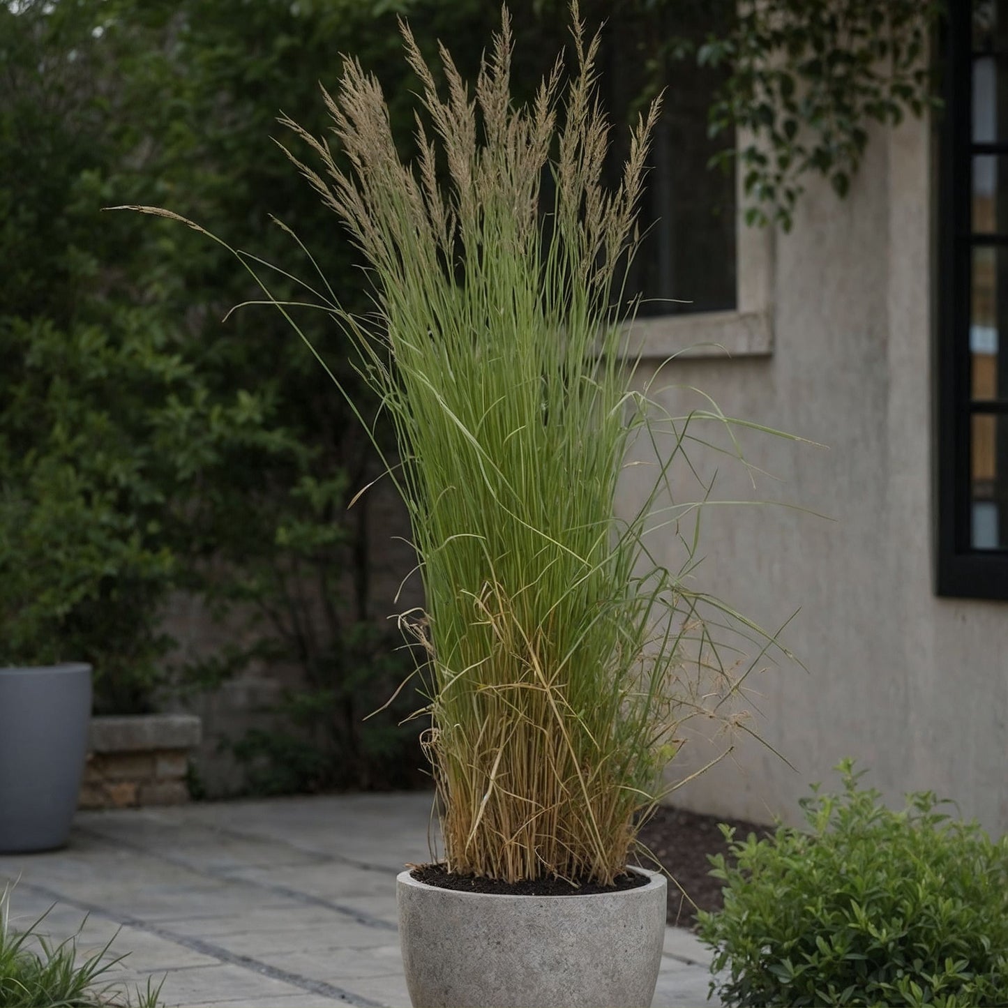 Plantas De Hierba De Caña - Calamagrostis 'overdam' - Altura 20-30cm - ⌀23cm