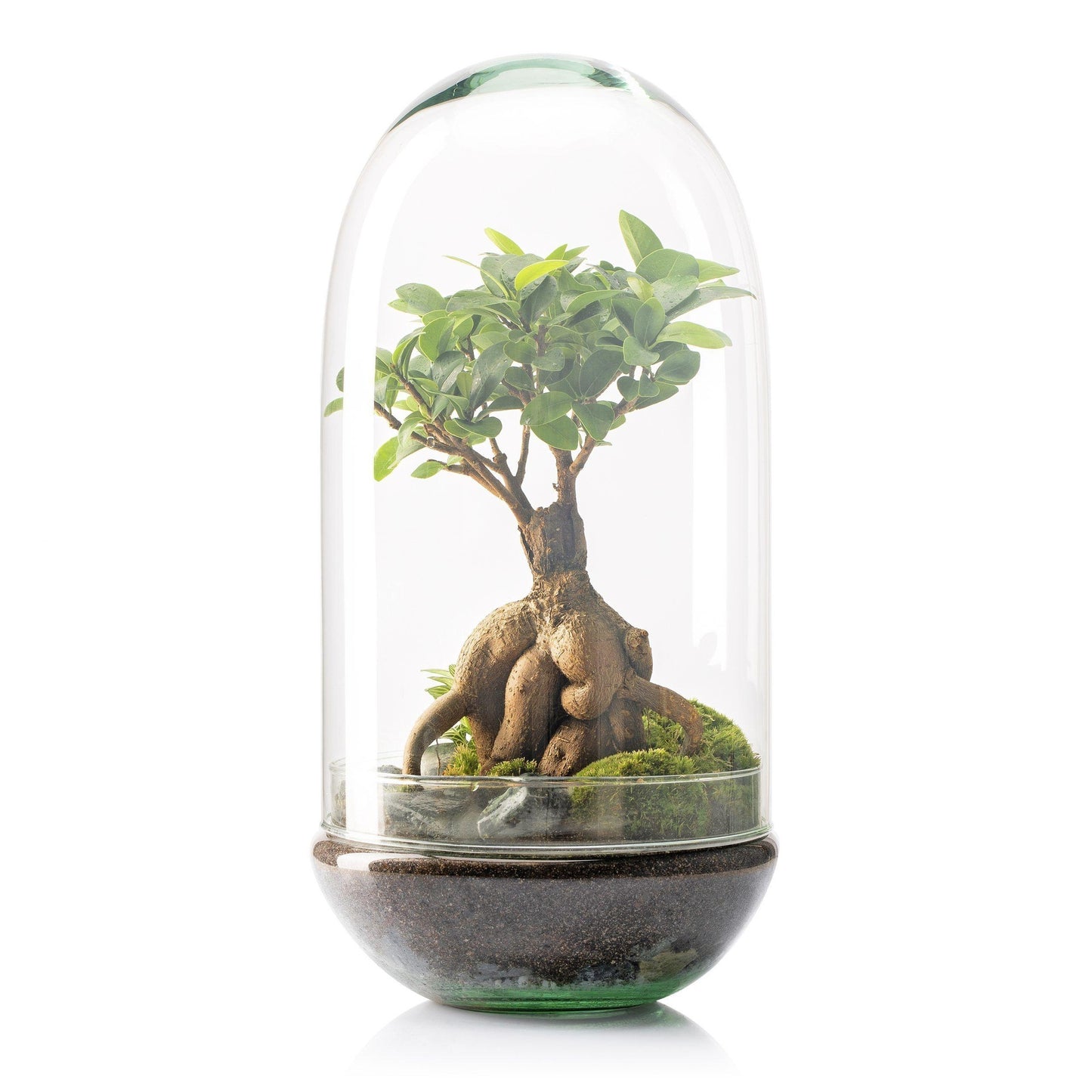 Terrario Madagascar Rain Ficus Ginseng Ø19 x 36 cm