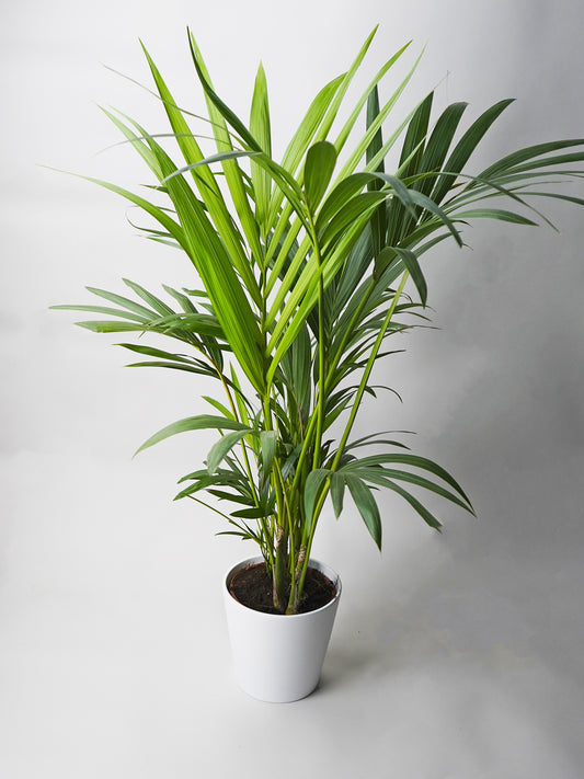 Palmera Kentia | Altura 110cm - Maceta 19cm