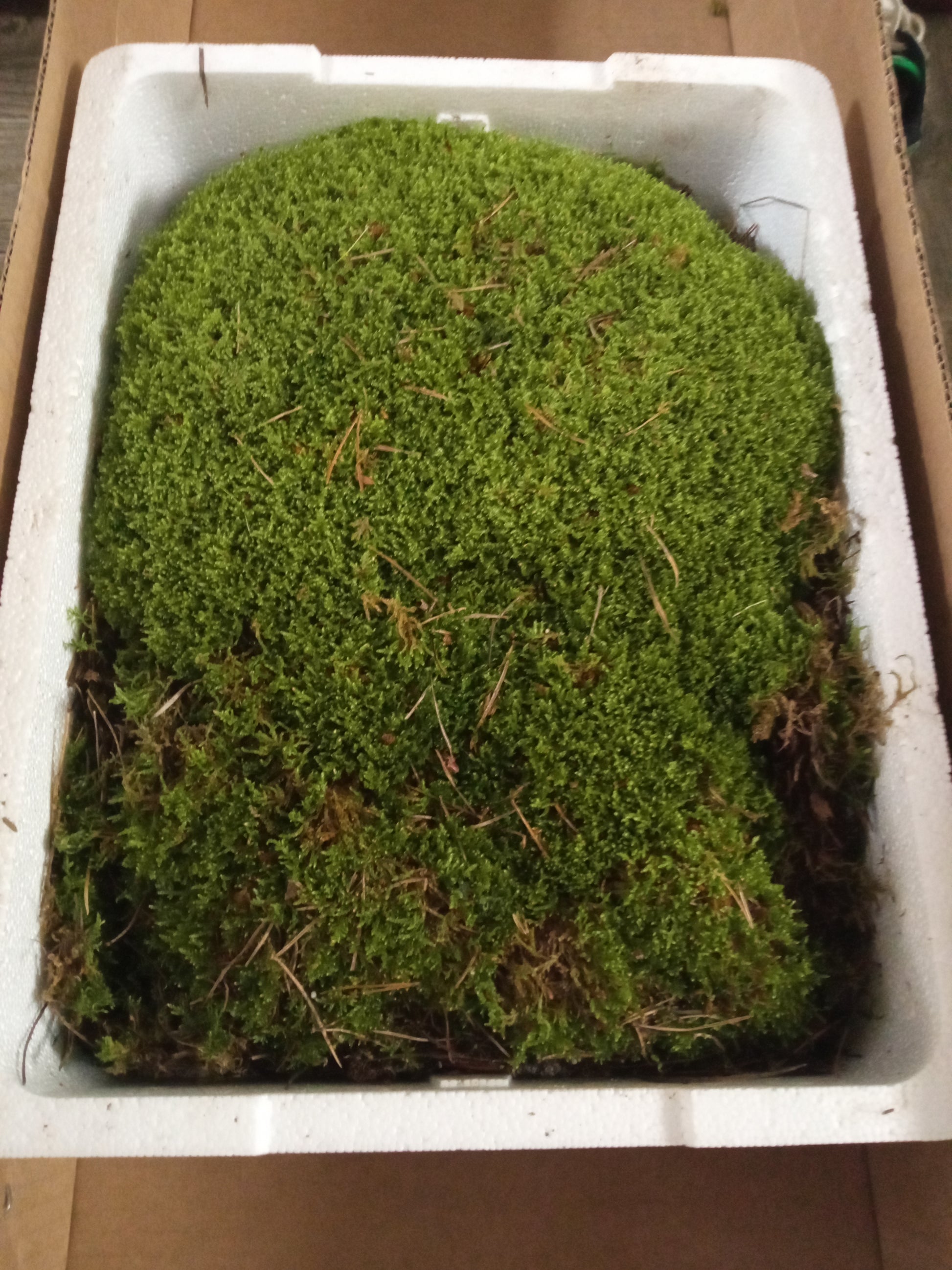 Caja Musgo Danes - 3 Capas