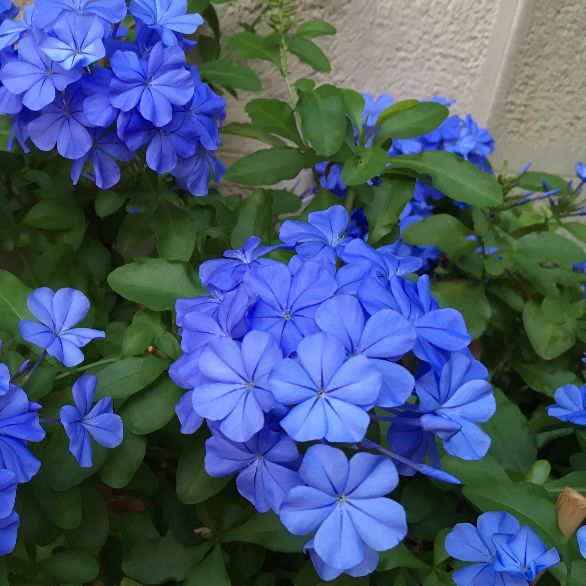 Jazmín Del Cielo - 3 Pzs - Plumbago Auriculata - Altura 25-40cm - ⌀9cm