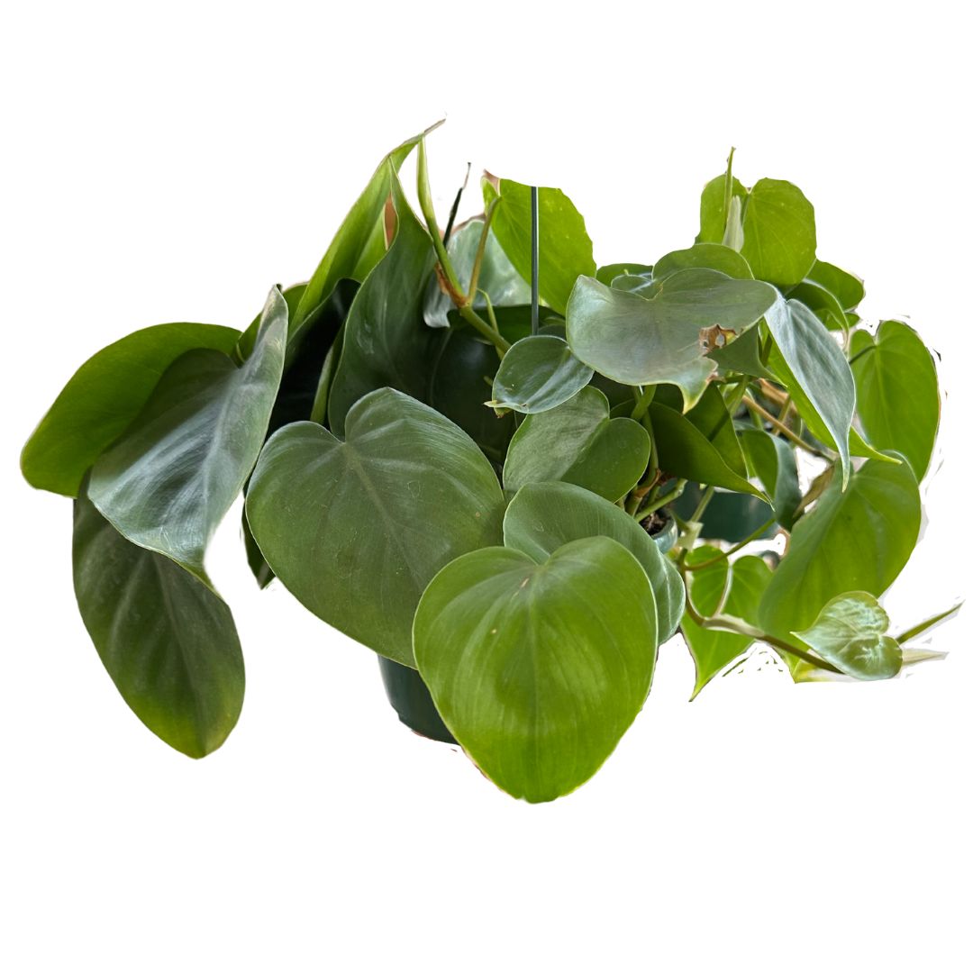 Philodendron Scandens Variedad De Philodendron Colgante (philodendron Scandens)_1