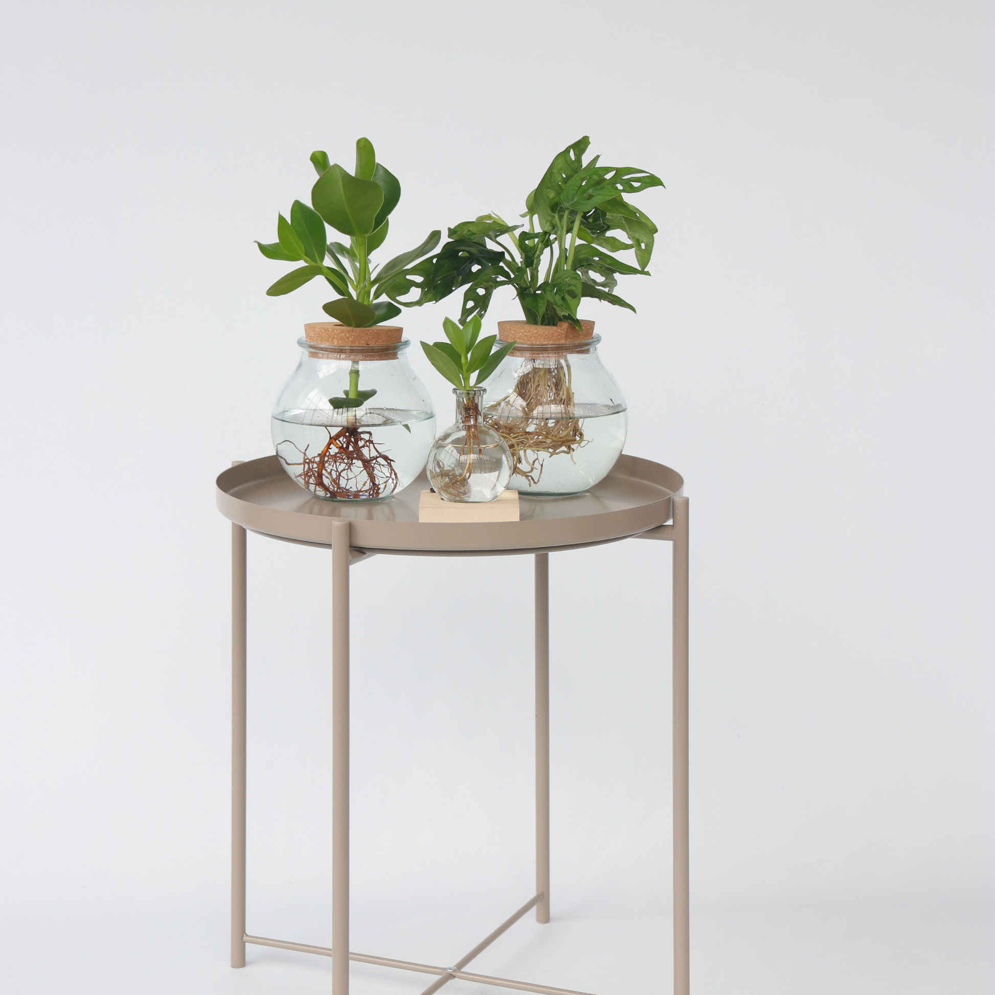 Copey Rosado - Clusia Rosea 'princess' - Altura 15-20cm - ⌀8cm