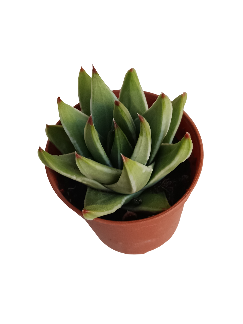 Tulista marginata Planta suculenta Ø5 Haworthia