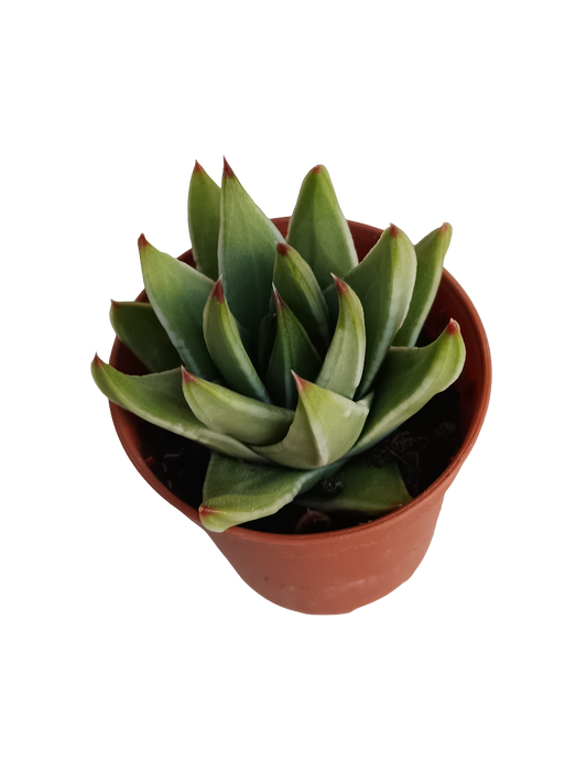 Tulista marginata Planta suculenta Ø5 Haworthia