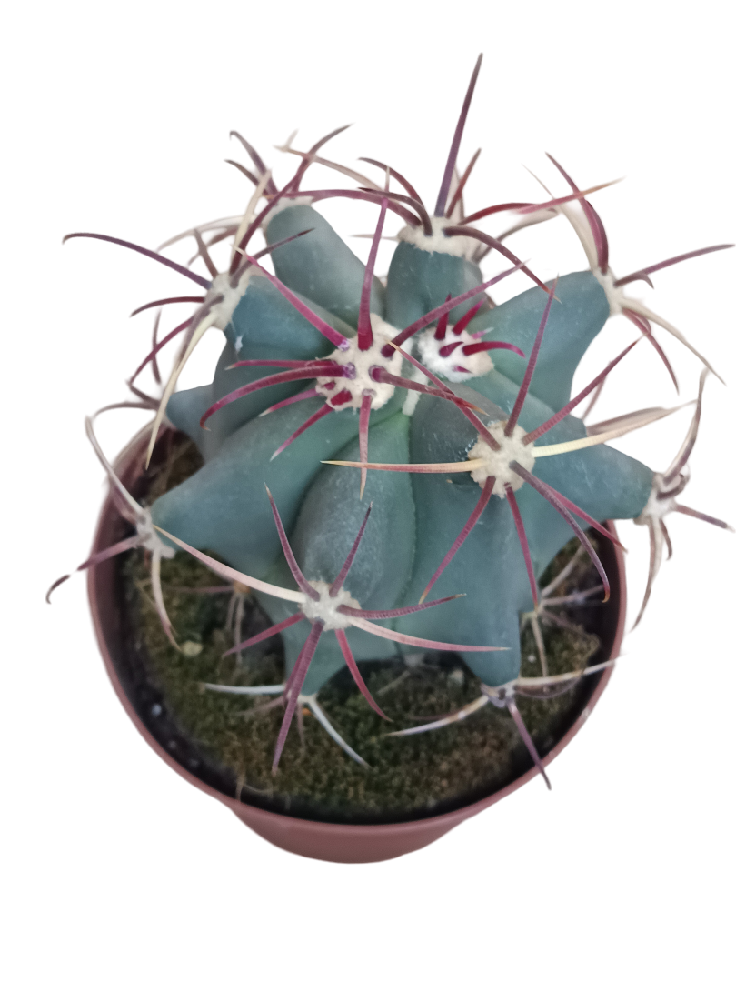 Ferocactus Emory Cactus Ø13 Planta Para Sol