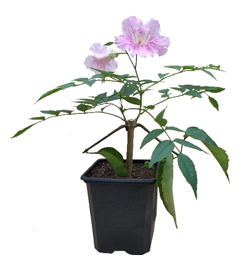 Campsis O Jazmín De Virginia Rosa_0