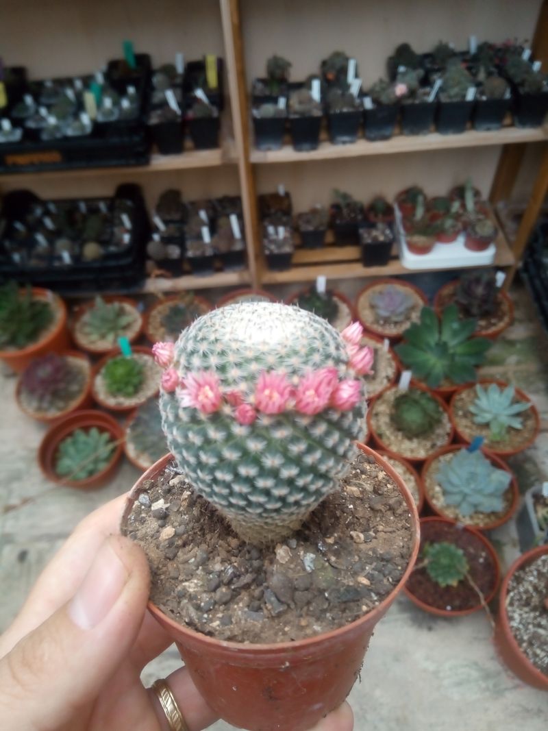 Mammillaria Pseudoperbella Cactus Flor Rosa_0