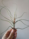 Tillandsia Butzii Planta Clavel Del Aire 5 Cms