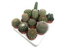 Cactus Variado M6 12 Unidades