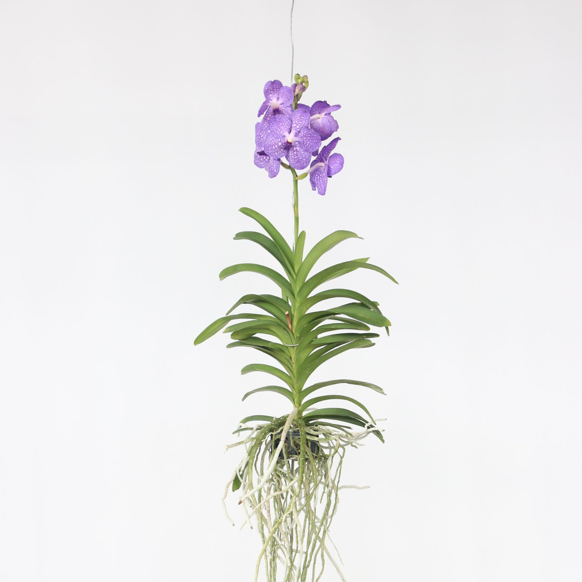 Orquídea Vanda - Vanda 'blue' - Altura 55-65cm
