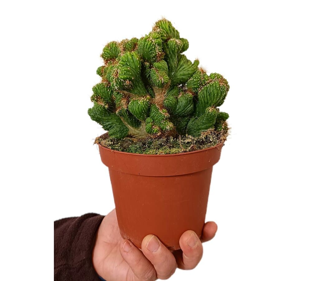 Cereus Peruvianu Cristatus M13_0