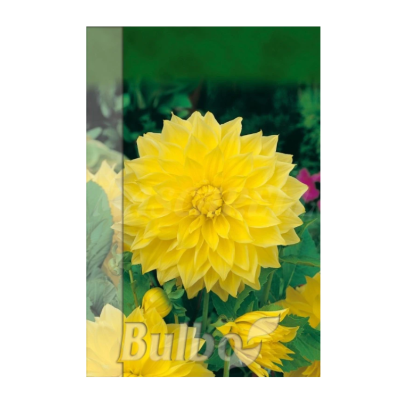 Bulbo Dalia Kelvin Floodlight Amarilla_0