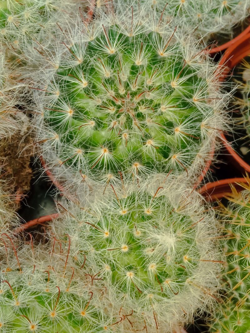 Suculentas Y Cactus Variedad #47 Planta Sin Id