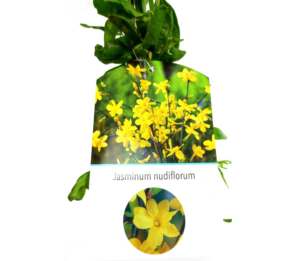 Jasminun Nudiflorum M20 180cm_1