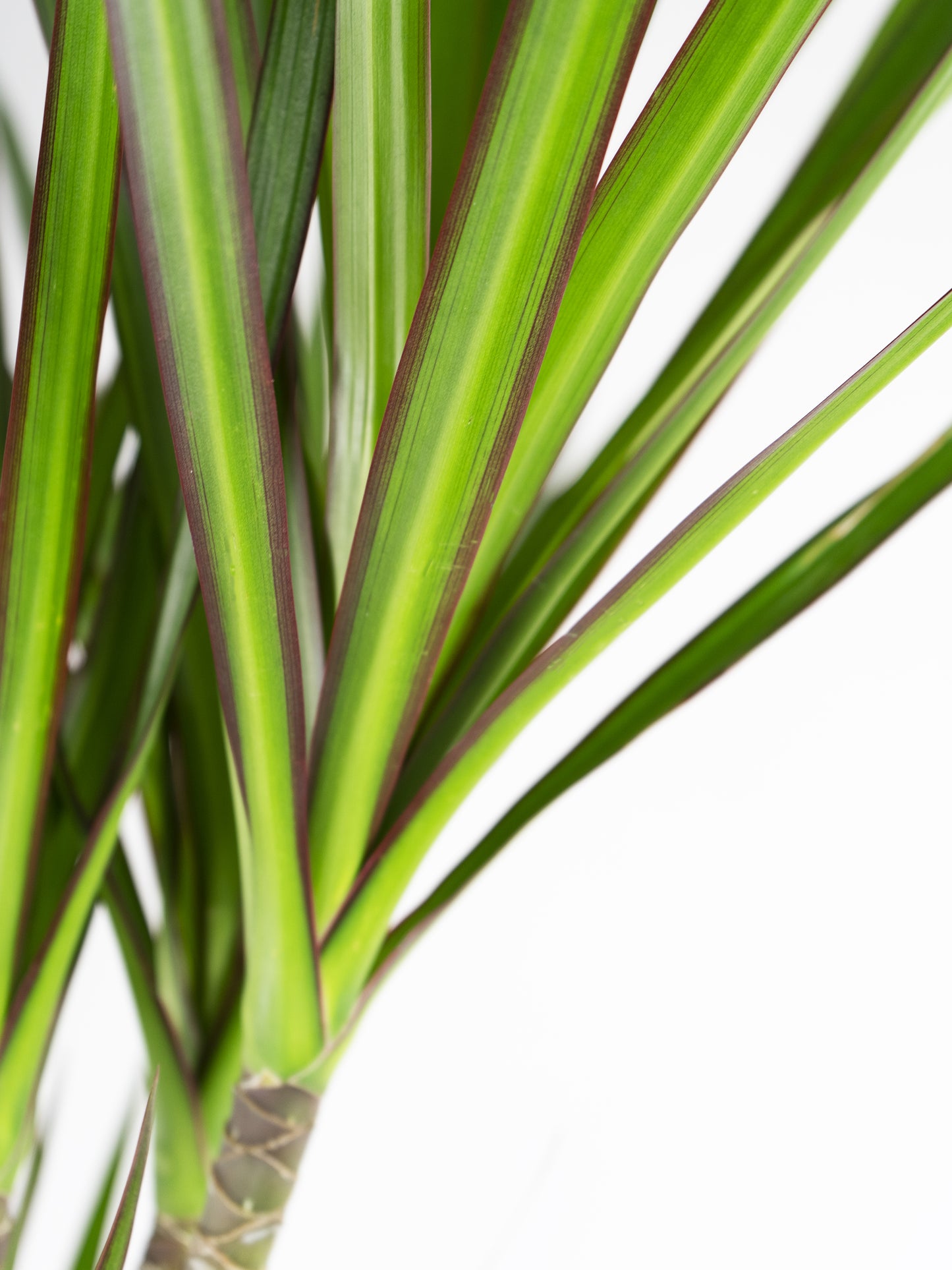 Dracaena Marginata | Altura 120cm - Diámetro 20cm