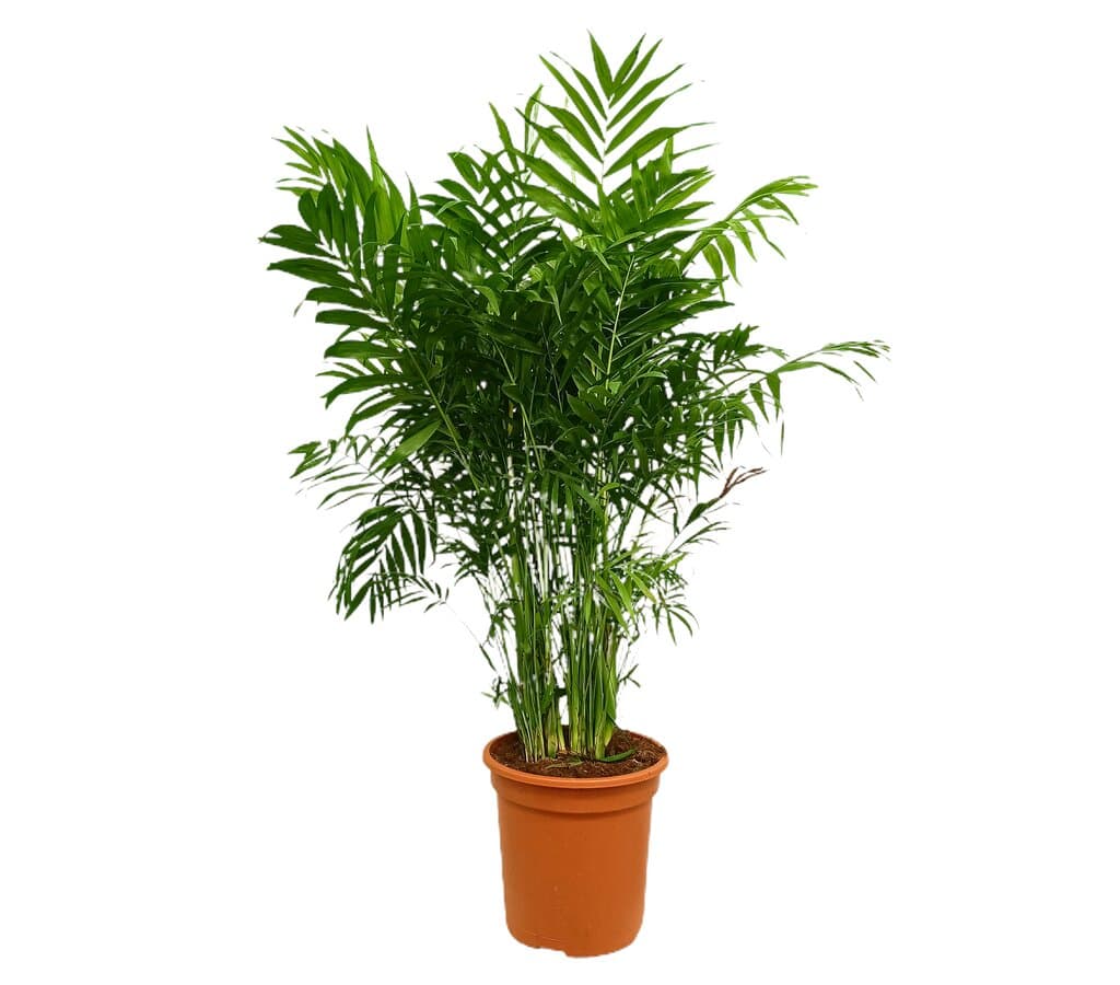 Chamaedorea Elegans M24 100cm_0