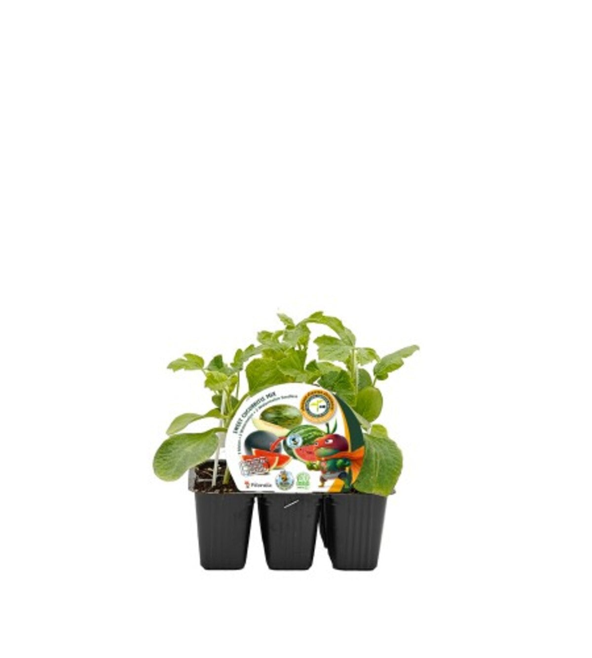Plack plantones sandía+melón mix injertado híbrido 6 Ud. natural - Fitoralia_0