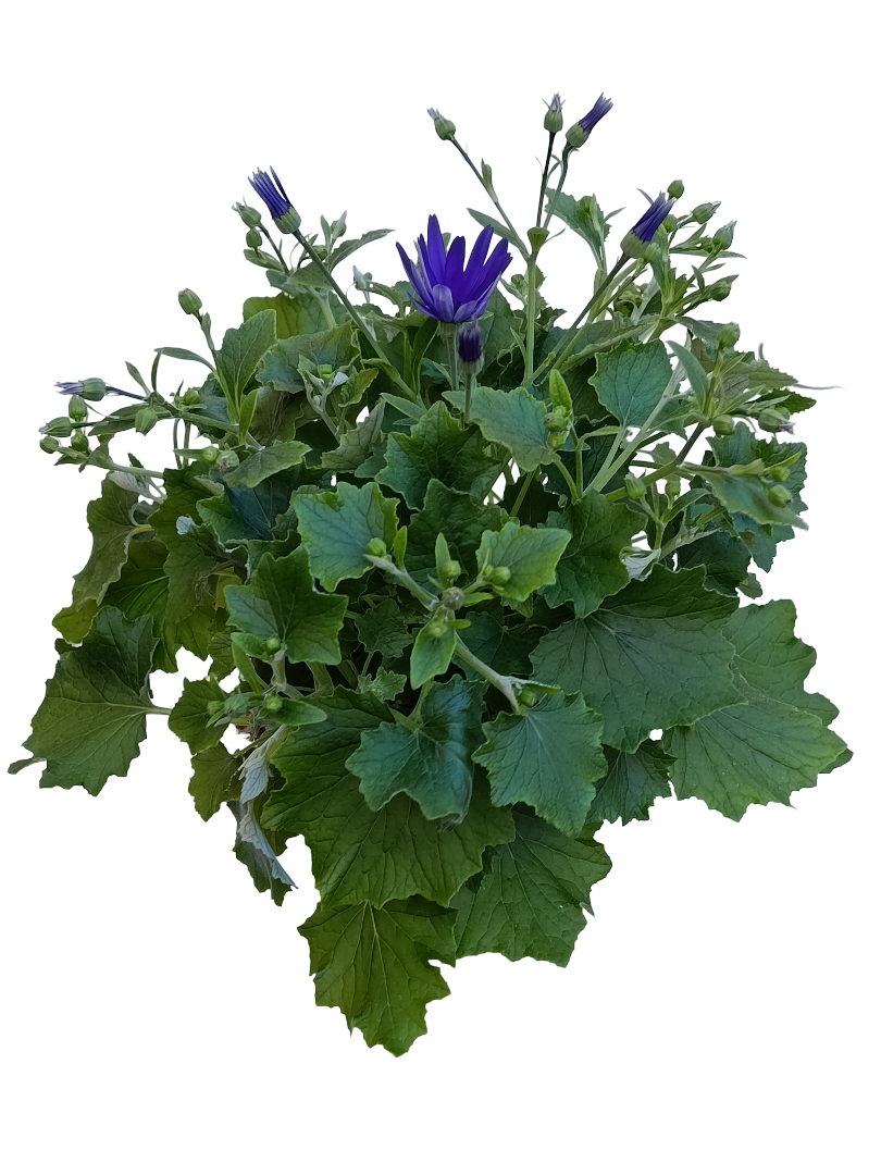 Cineraria Senetti Planta Natural Ø17 Flor Azul_0