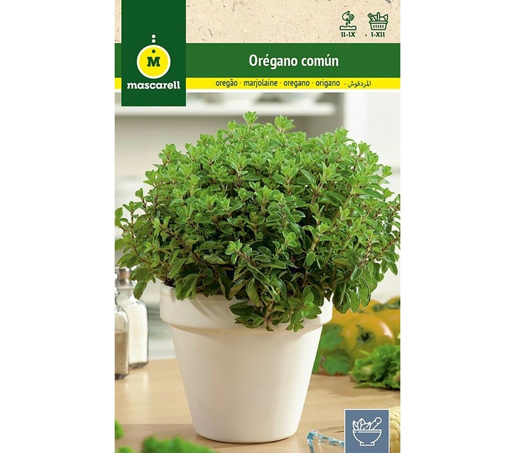 Semillas Orégano Común