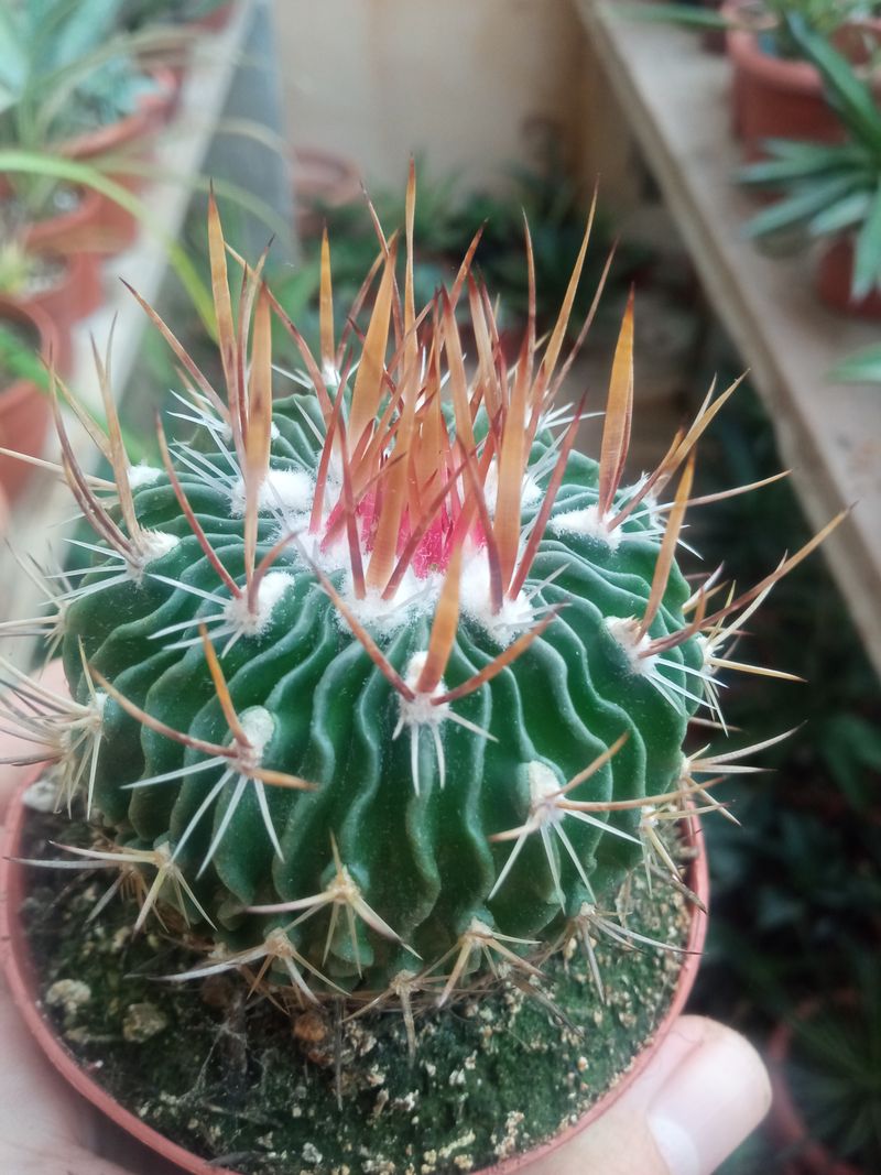 Stenocactus Multicostatus Cactus Planta 5 Cms_0