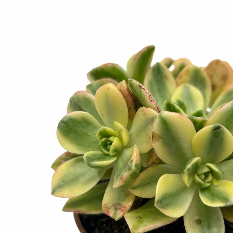 Aeonium Sweet Tea Cactus Y Suculentas M8,5 cm Ø_3