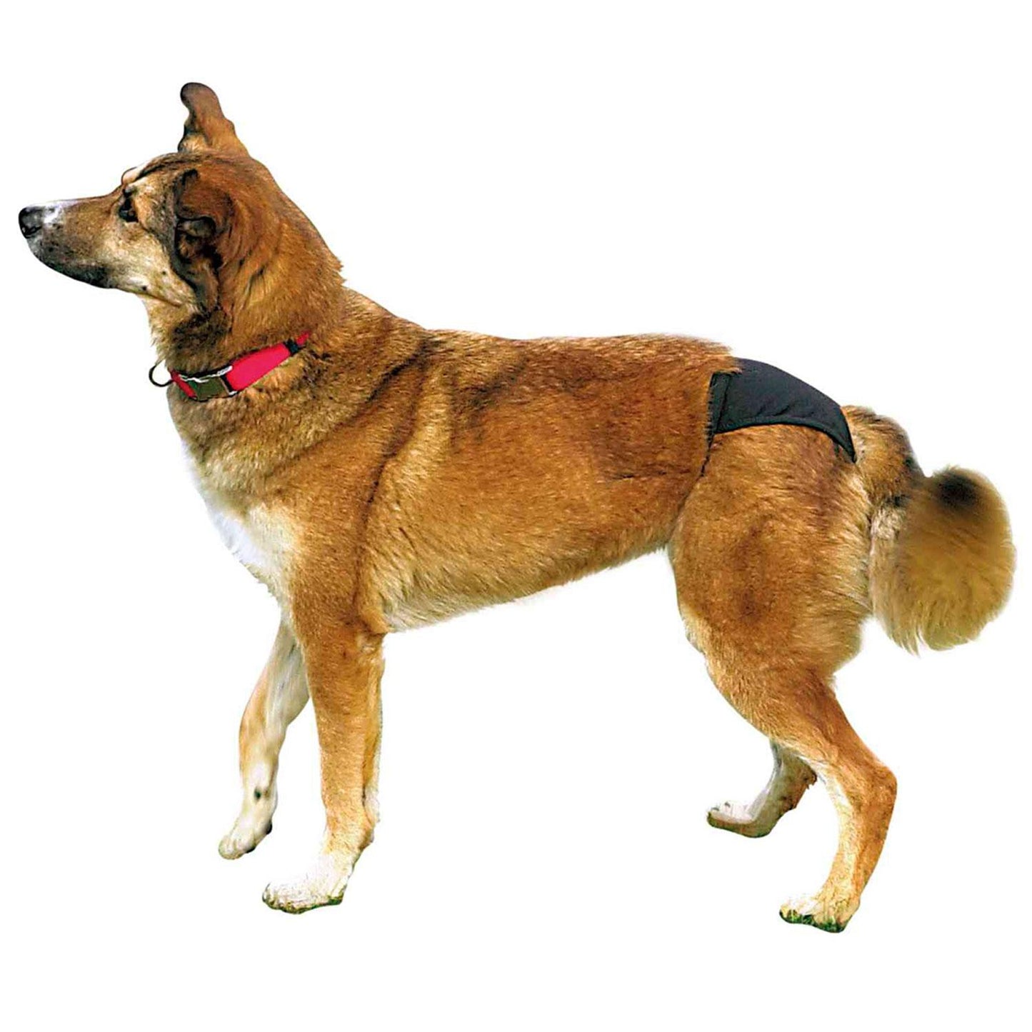 Trixie Braguitas perros, XL, 60-70 cm, Negro