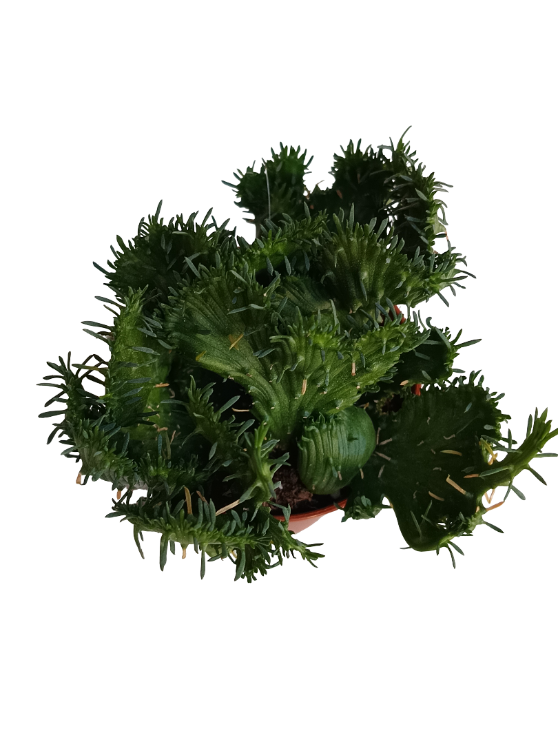 Euphorbia Flanaganii Ø5 Planta Solo Una