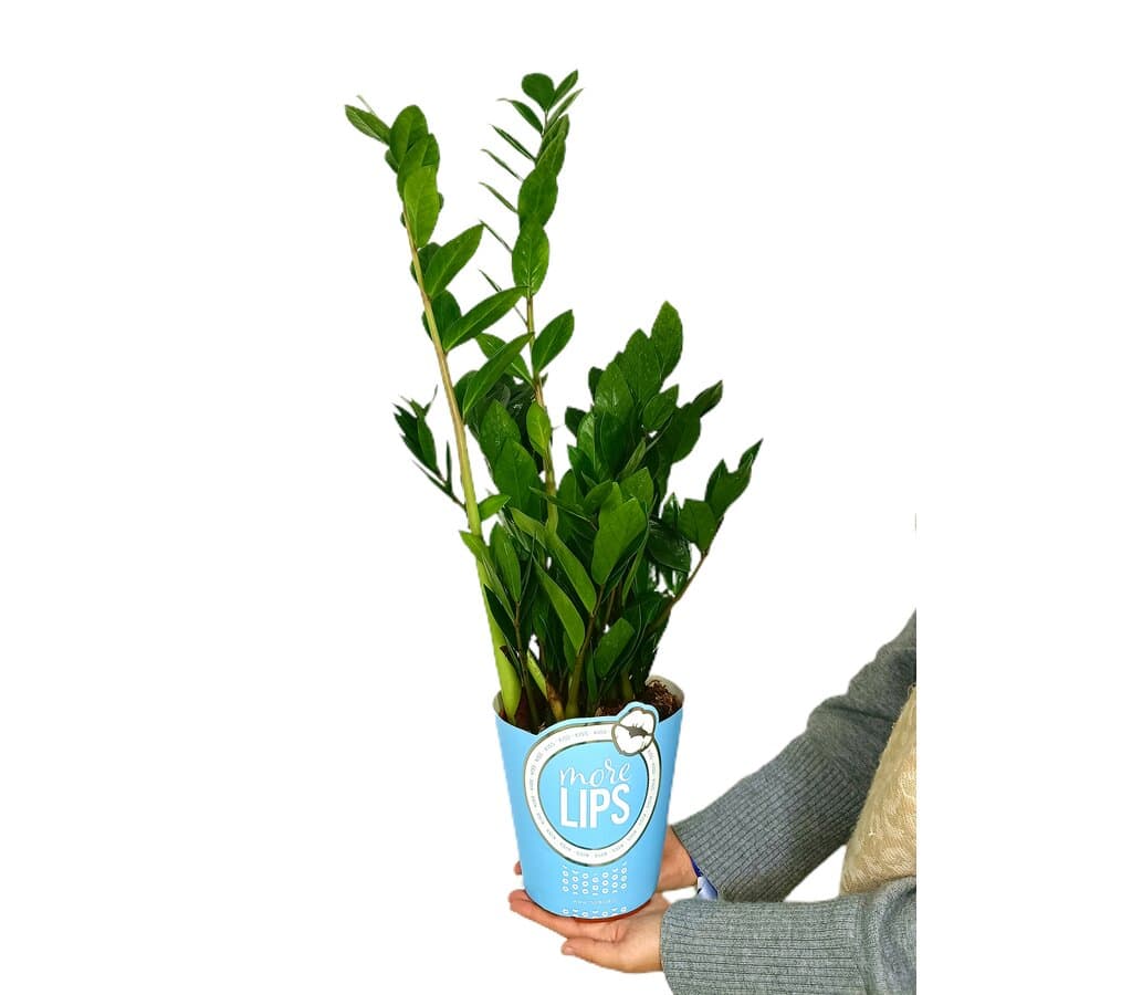 Zamioculca Zamiifolia M17 60cm_1