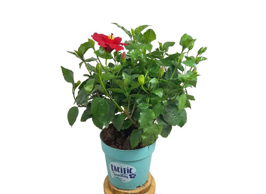Hibiscus Pacific Beauties M27 40cm