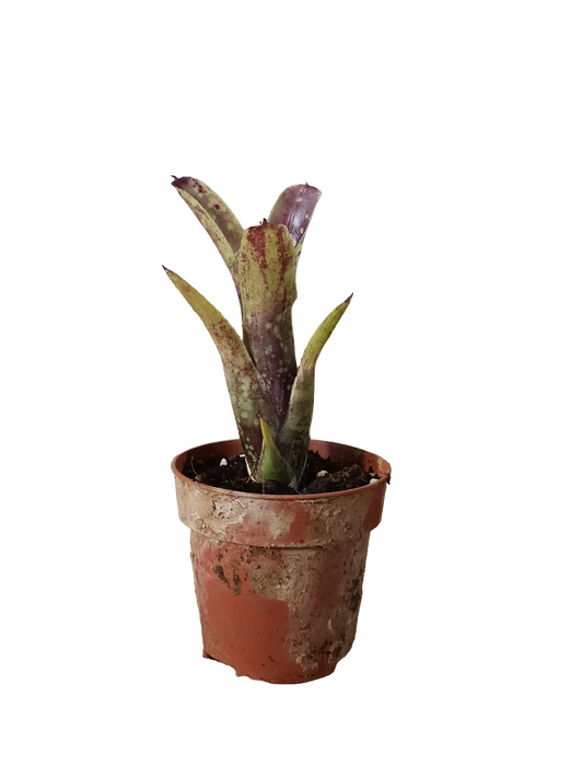 Neoregelia Domino Planta Bromelia Para Terrarios E Inteior