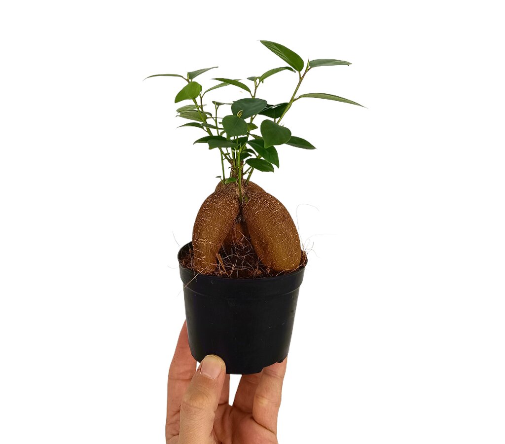 Bonsai Ficus Microcarpa Ginseng M8.5