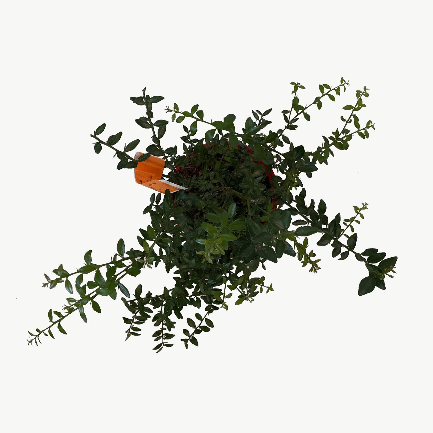 Caviar Cítrico Rojo - Maceta 17cm. - Forma Arbustiva Altura Aprox. 35cm.