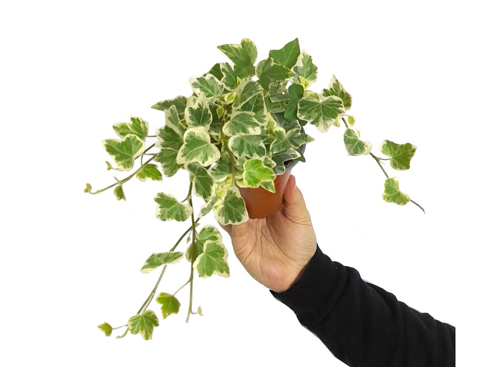 Hedera Helix Wonder M9