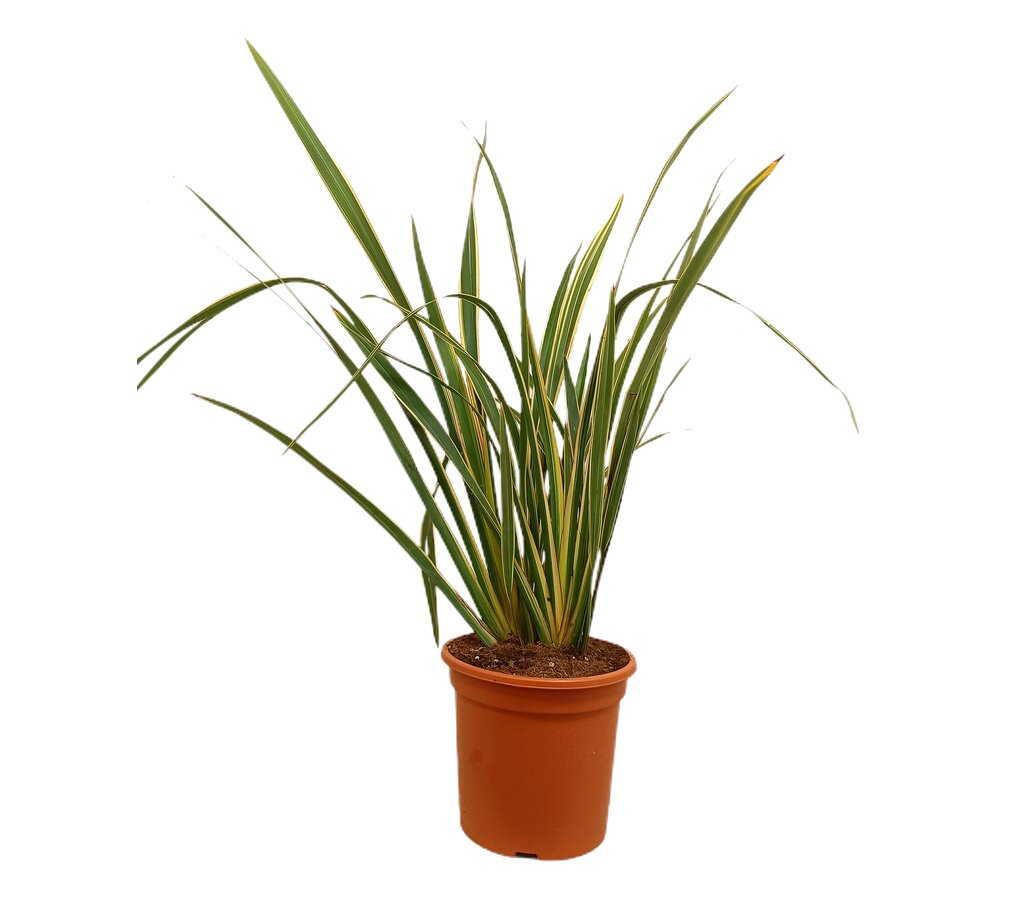 Phormium Tenax Variegata M24 100cm_0